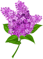 a fragrant lilac blossom